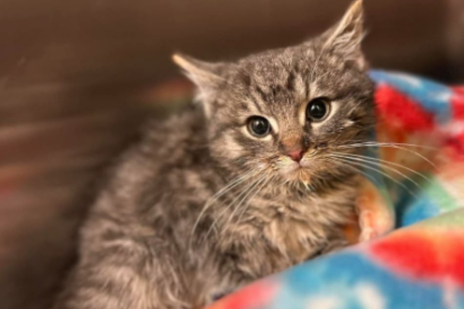 Rescue kitten survives brutal winter storm and gets a fitting name