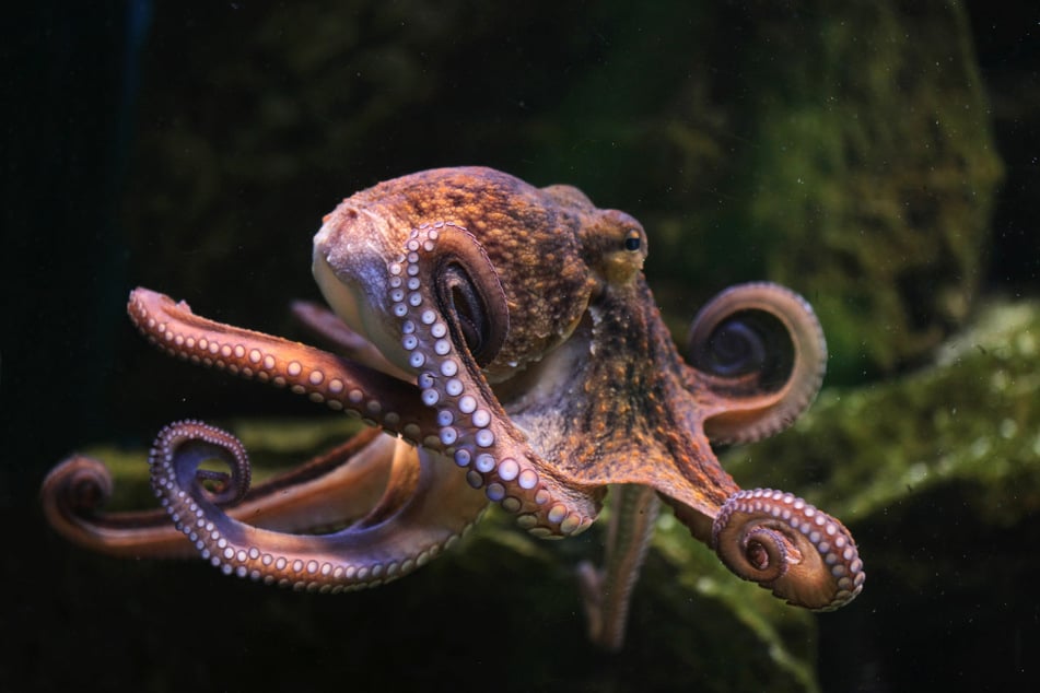 Filmmaker spends an entire year living with an octopus!