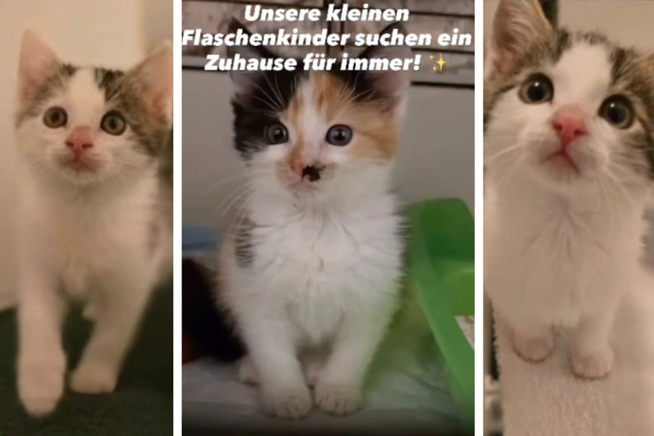 Lio (r.), Lia (l.) und Luna suchen ein liebevolles Zuhause.