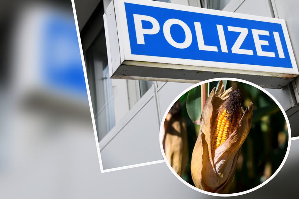 Vorfälle auf Feld: Warum sich die Polizei in Thüringen plötzlich mit der Mais-Ernte beschäftigt!