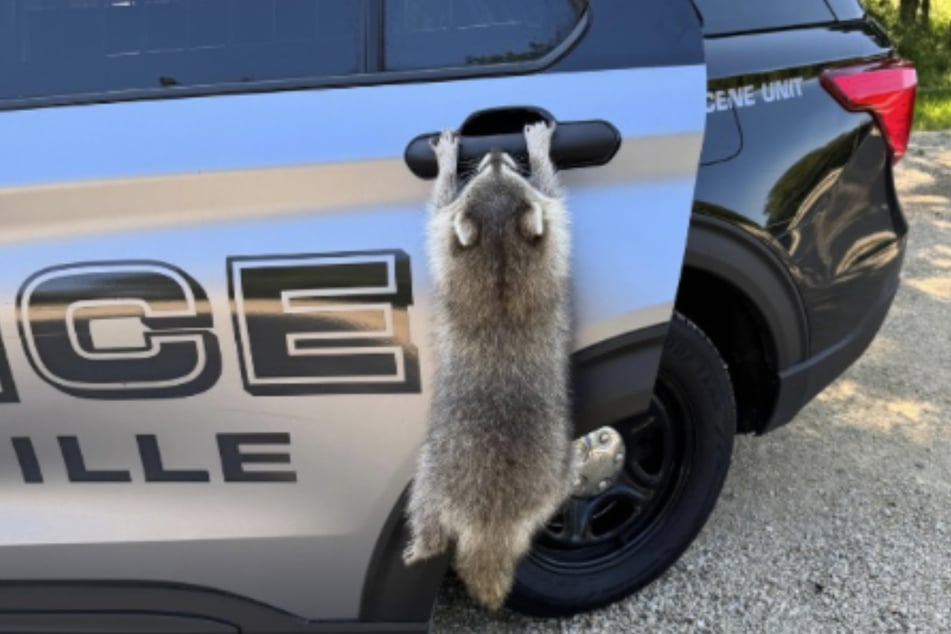 Der anhängliche Waschbär wollte seine neuen menschlichen Freunde nicht verlassen.