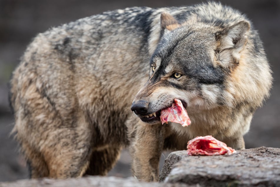 Der Weg scheint nun frei für eine regulierte Jagd auf den rasch anwachsenden Wolfsbestand in der Schweiz. (Symbolbild)