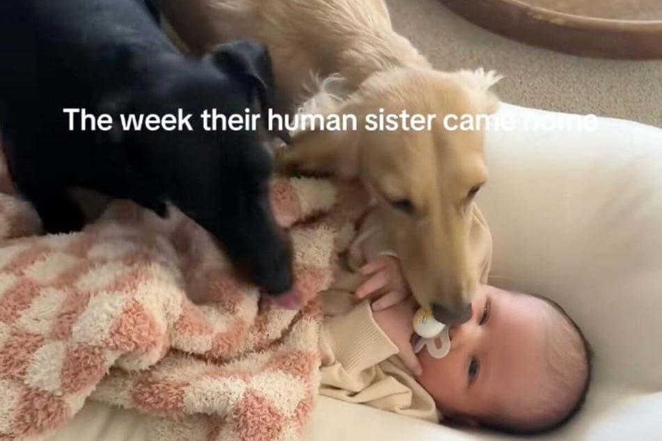 Dogs Penelope and Phoebe gave the baby a warm welcome right from the start.