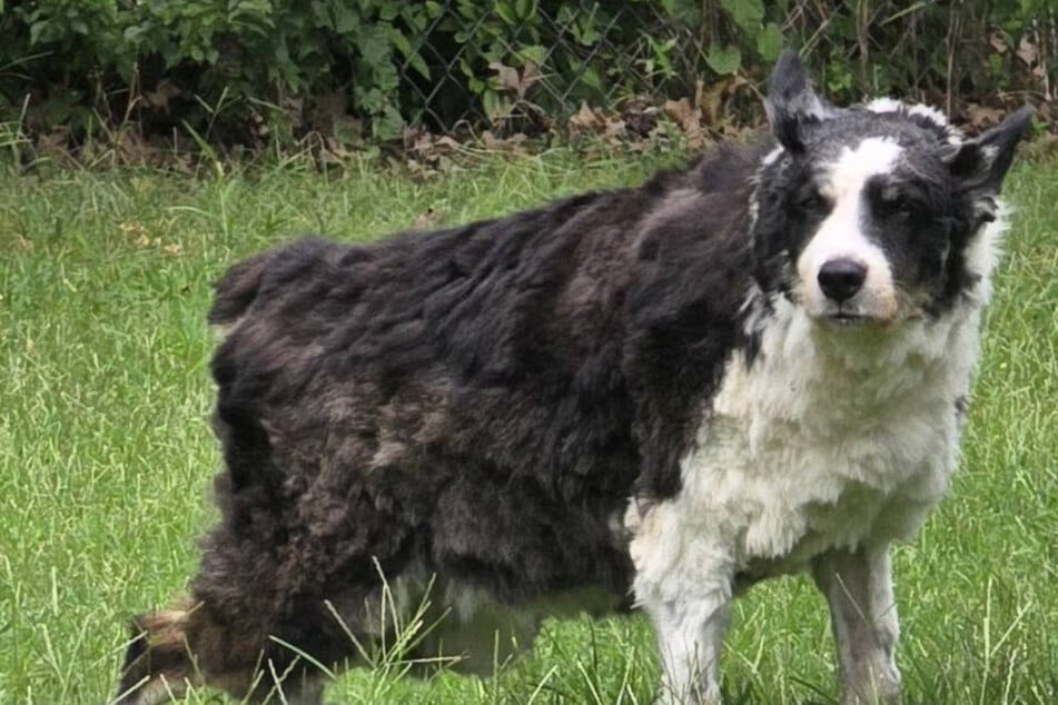 Hund verschwindet spurlos: Wo er zwei Wochen später wieder auftaucht, kann Frauchen nicht begreifen