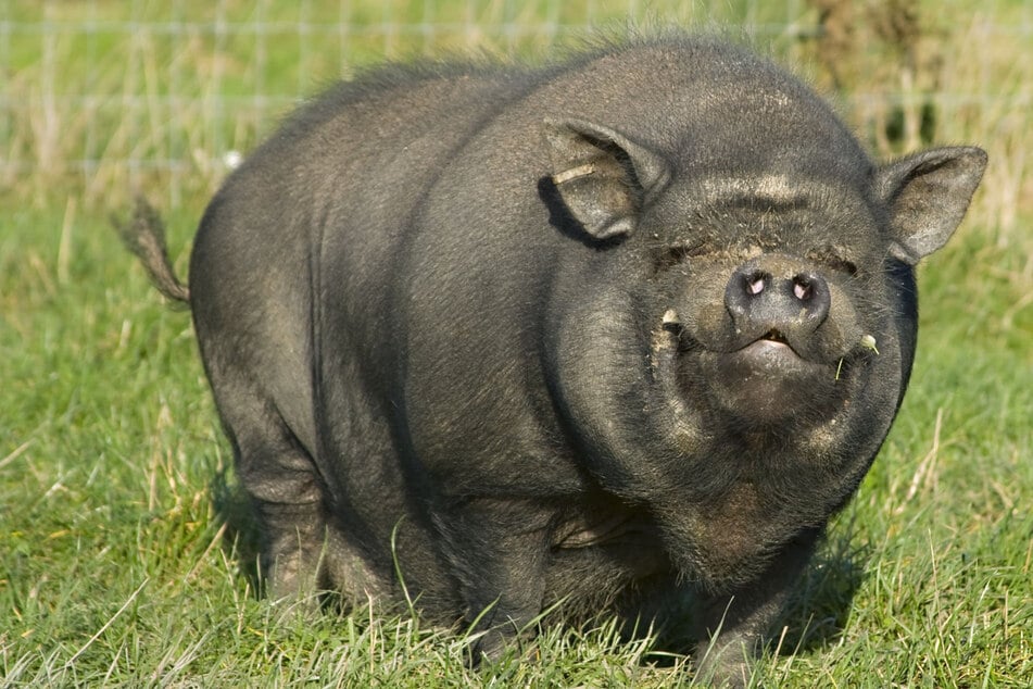 Zwei Hängebauchschweine mussten in Eichenbarleben durch Polizisten von der Straße getrieben werden. (Symbolbild)