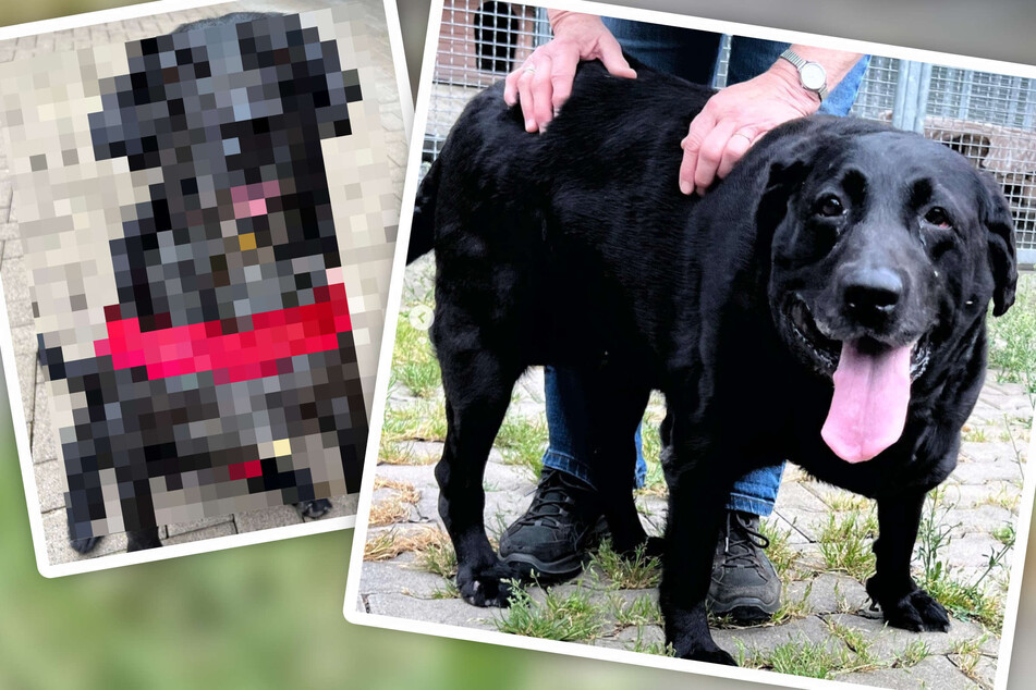 Hund legt in nur vier Wochen erstaunliche Transformation hin: So sieht er nun aus!