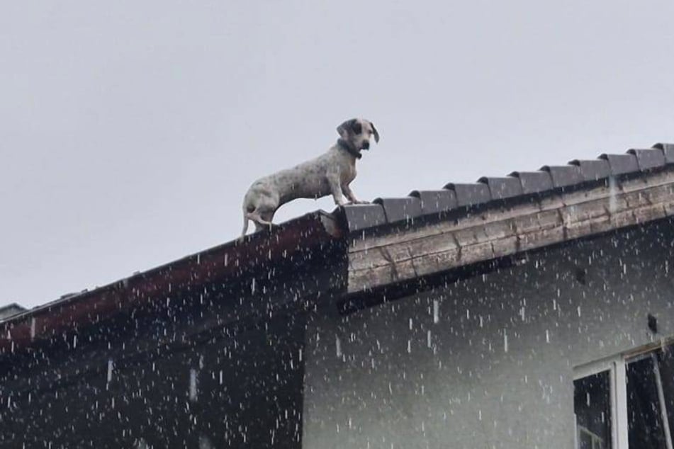 Trauriger Anblick: Der kleine Vierbeiner steht im strömenden Regen und wartet auf seine Rettung.