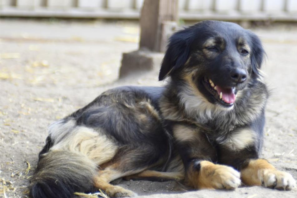 Sie wurde einst auf der Straße gefunden: Wilde sucht nach einem neuen Zuhause