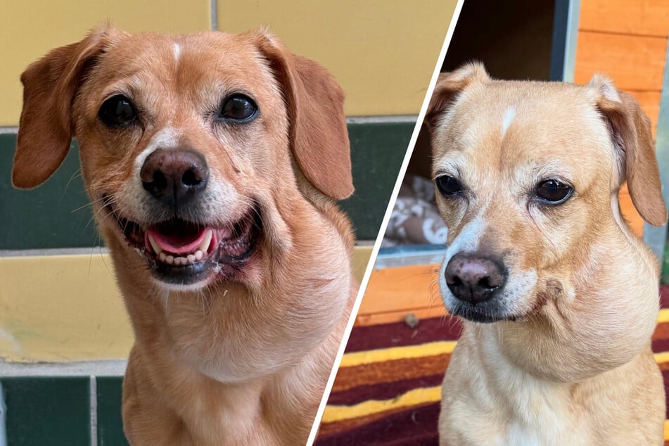 Dieses Hunde-Schicksal geht ans Herz: Hermine hofft auf ihr Happy End