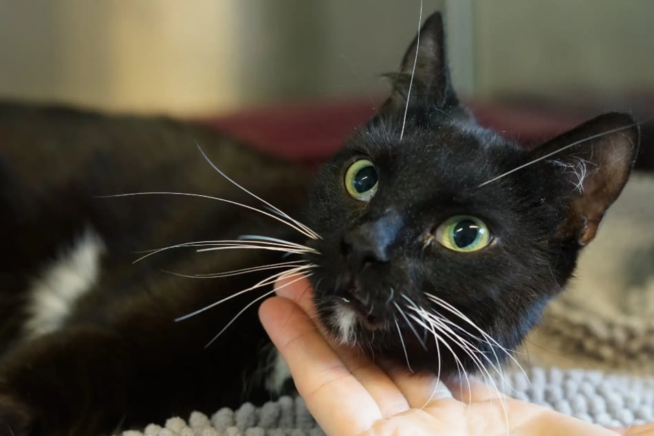 Katze Letti aus dem Hamburger Tierheim ist auf der Suche nach einem liebevollen Zuhause.