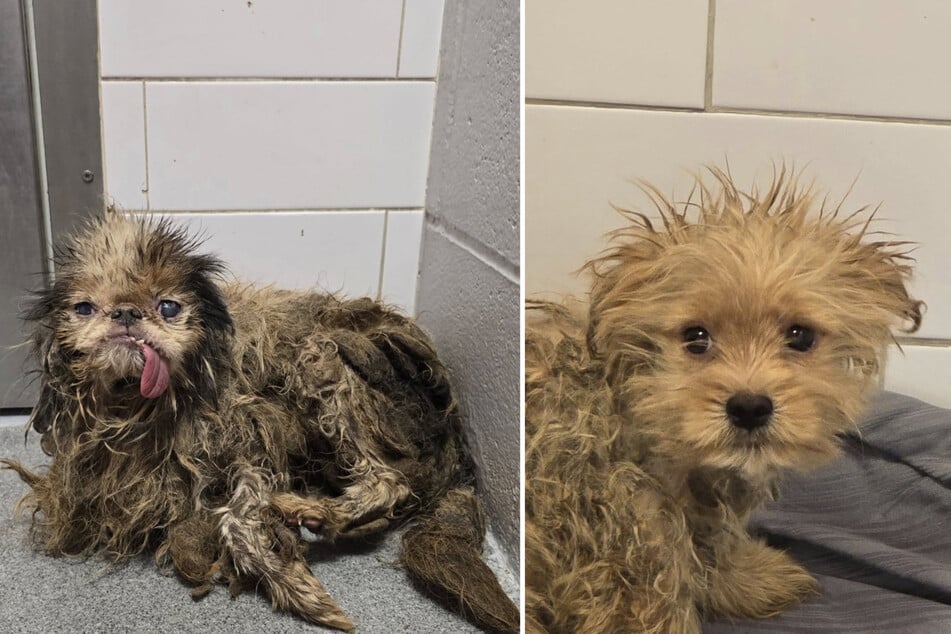 In einem Horror-Haus in New York City fanden Beamte eine leblose Frau und viele teils schwer verwahrloste Hunde.