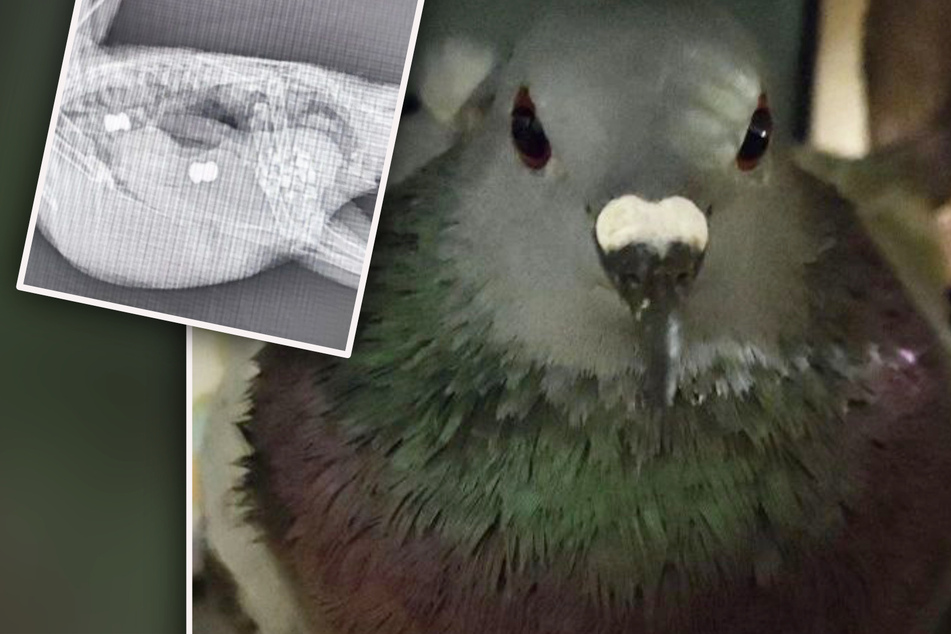 Schreckliche Tat: Taube mit zwei Einschusslöchern gefunden - Geschosse noch in ihrem Körper