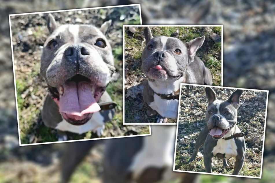 Die neunjährige Frida sei eine sehr fröhliche und lebhafte Hündin.