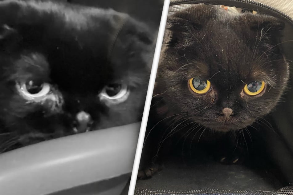 Tierheim fand Katze in qualvollem Zustand: Was das Tier durchmachen musste, lässt keinen kalt