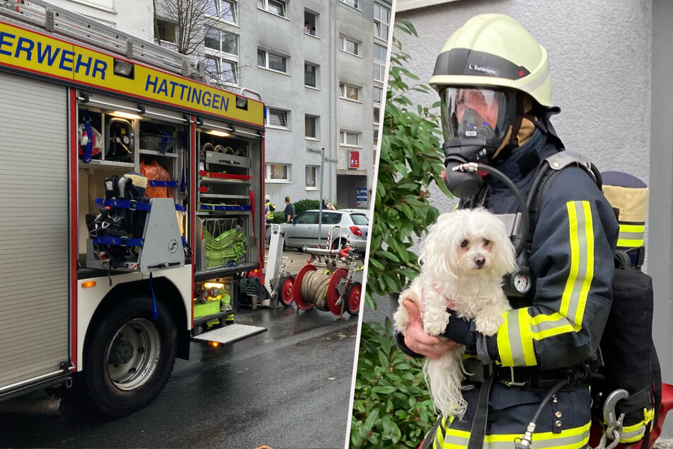 Sein Frauchen flüchtete auf den Balkon: Feuerwehr rettet süßen Hund aus Rauch-Wohnung