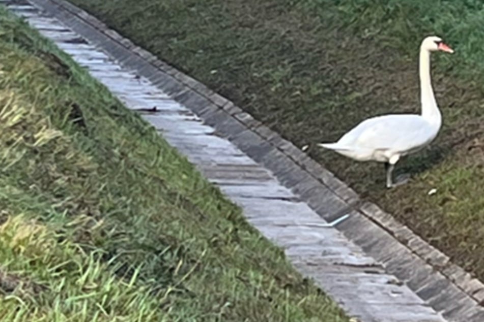 Tierischer Einsatz: Schwan verirrt sich auf die A9 und muss eingefangen werden