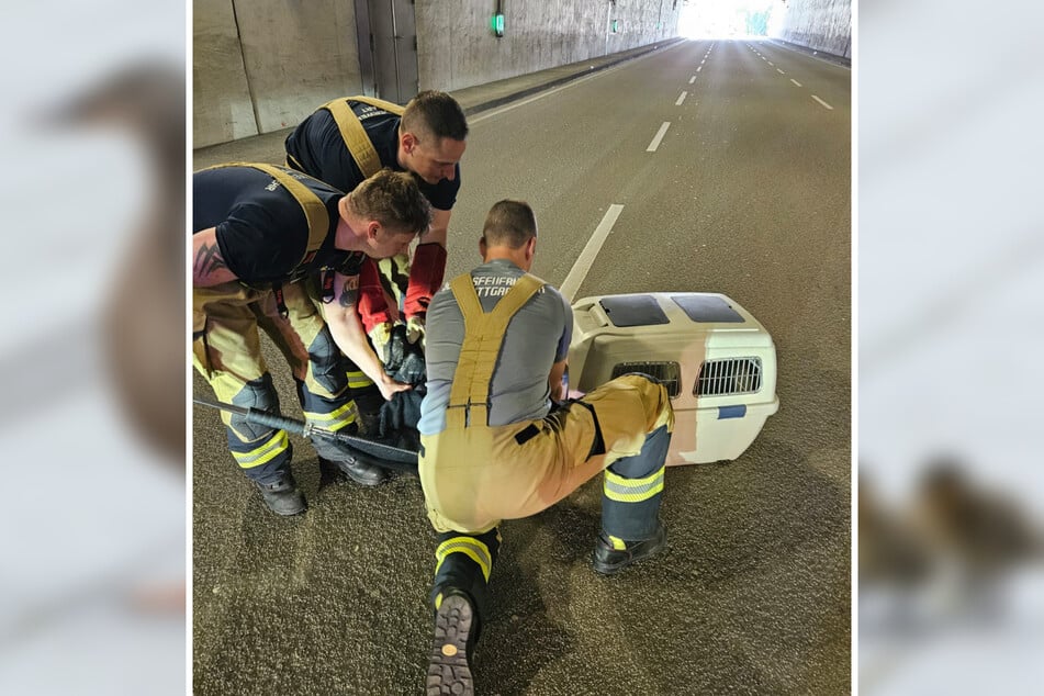 In einer Transportkiste wurden die sechs Tiere von Einsatzkräften der Feuerwehr zu einem nahegelegenen Teich gebracht.