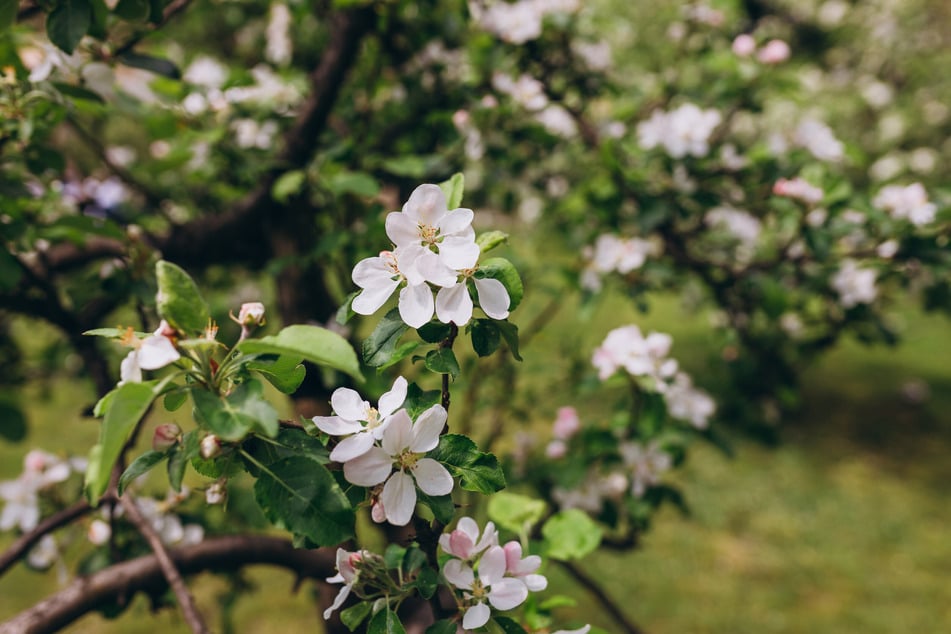 Verblühte Fruchtansätze an einem Apfelbaum sollte man kappen.