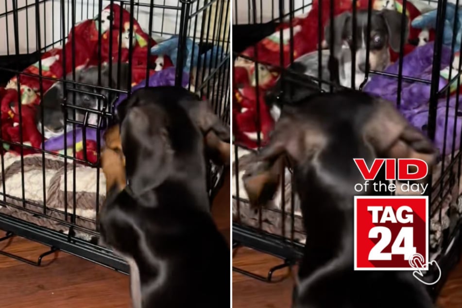viral videos: Viral Video of the Day for May 14, 2025: Sneaky sausage dog fakes jailbreak for impeccable toy heist!
