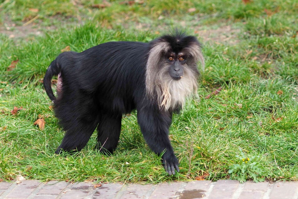 Affendame Ruma (15) wurde im April aus dem Zoo Leipzig entführt. Der Wert des Tieres wird auf 5000 Euro geschätzt.