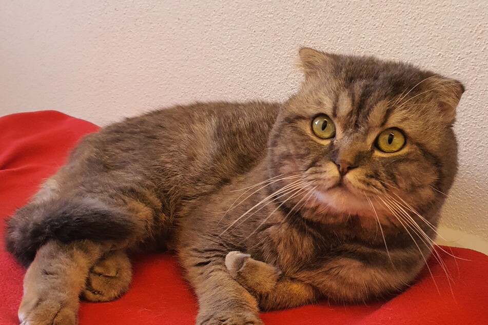 Scottish-Fold "Simon" kam als Fundkatze ins Münchner Tierheim.