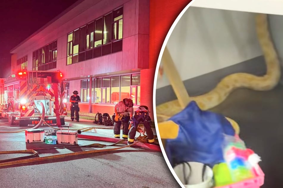Heftiger Brand in Schule: Riesen-Schlange soll Feuer verursacht haben