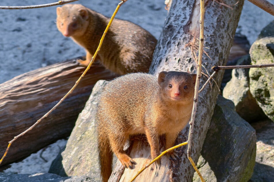 Im Zoo der Minis wird am Sonntag Ostern gefeiert.