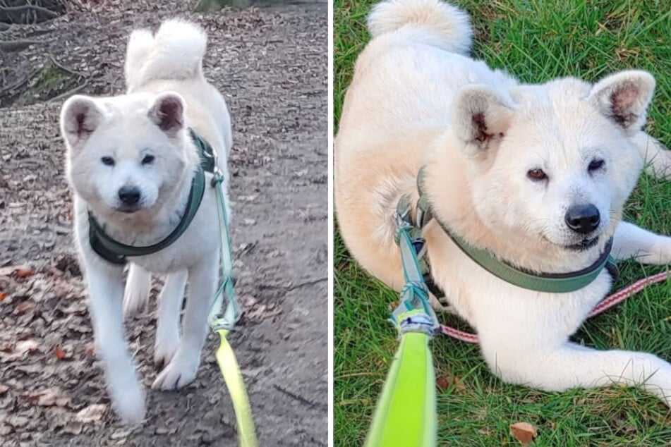 Akita-Hündin aus Müllwohnung gerettet: Bleibt diese süße Hundedame noch Jahre im Tierheim?