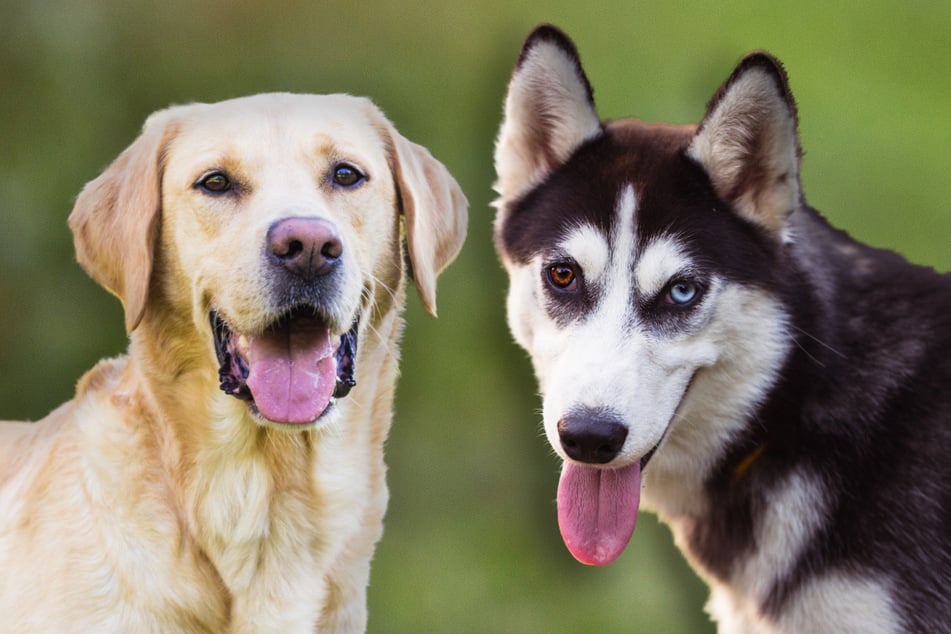 Labrador-Husky-Mischlinge werden auch Labsky oder Huskador genannt.