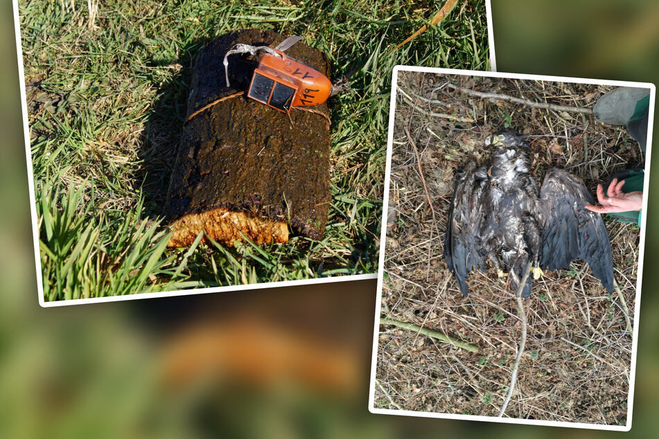 Streng geschützter Seeadler abgeschossen: Wie ein Jäger die Tat verschleiern wollte