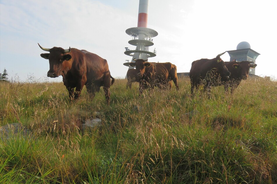 Auf dem Brocken weidet in diesem Herbst wieder das Harzer Höhenvieh.