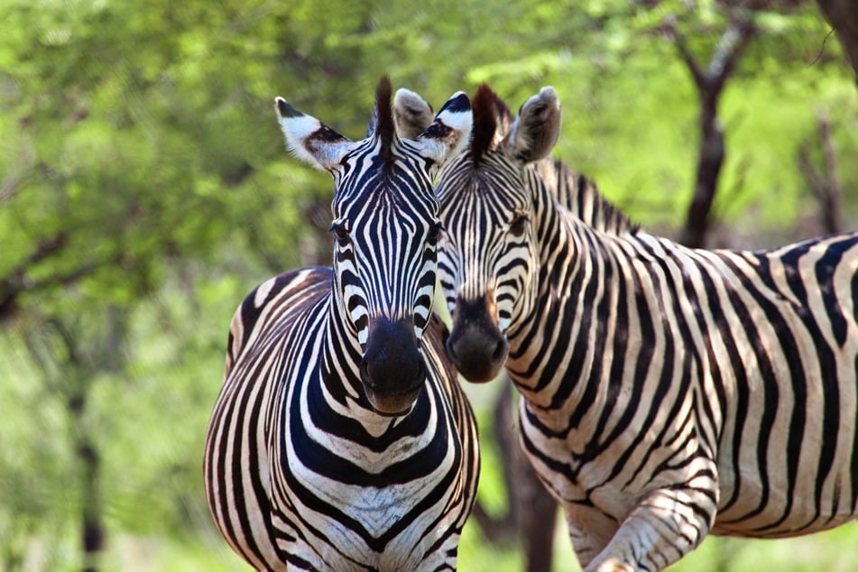 Die Leipziger Zebras finden besonderen Spaß daran, Säbelantilopen-Jungtiere zu ärgern. (Symbolbild)