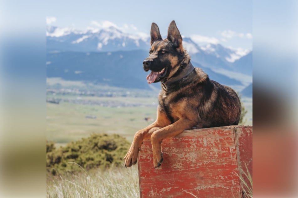 Einen Svalinn-Hund können sich nur diejenigen leisten, die das nötige Kleingeld mitbringen.