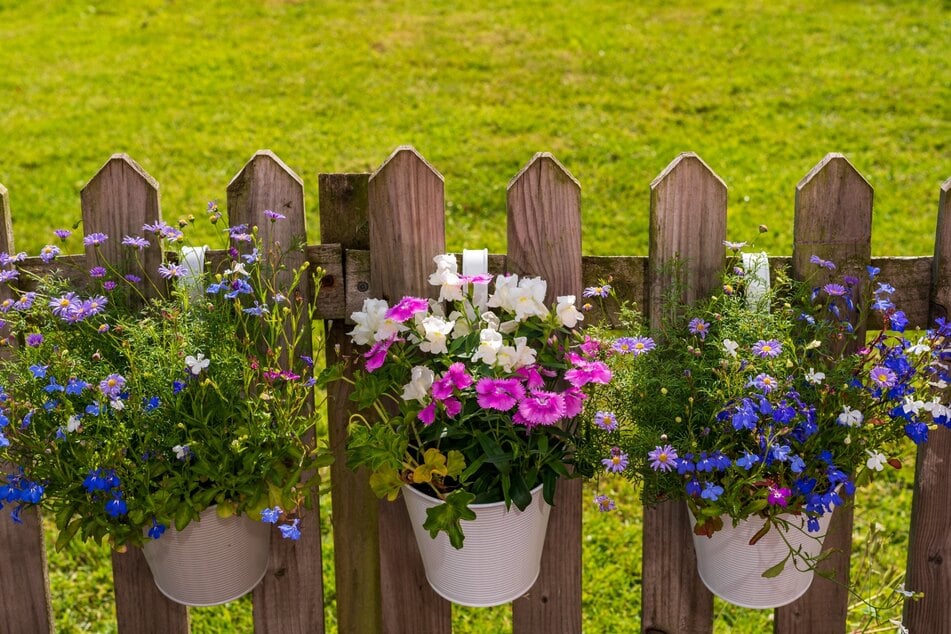 Mit verschiedensten Blumen in Töpfen lässt sich ein trister Zaun optisch aufwerten.