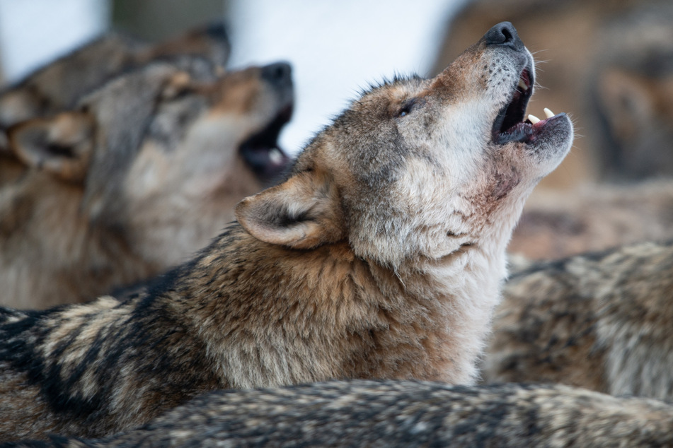 Im Bundesland Hessen wächst die Wolfspopulation jährlich an. Dementsprechend müssen sich auch die Menschen Gedanken um ihre Verhaltensweise machen.