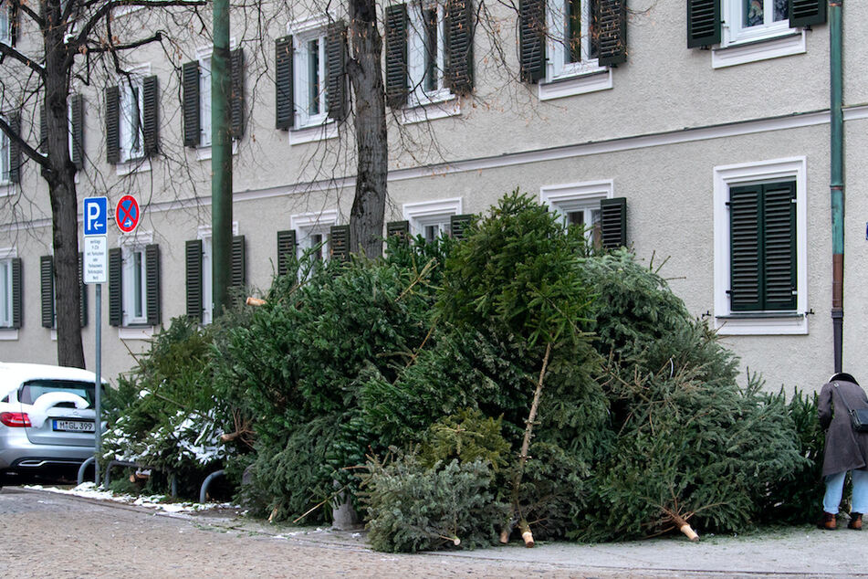 Ausgediente Weihnachtsbäume liegen in einem Wohngebiet an einem Sammelplatz.