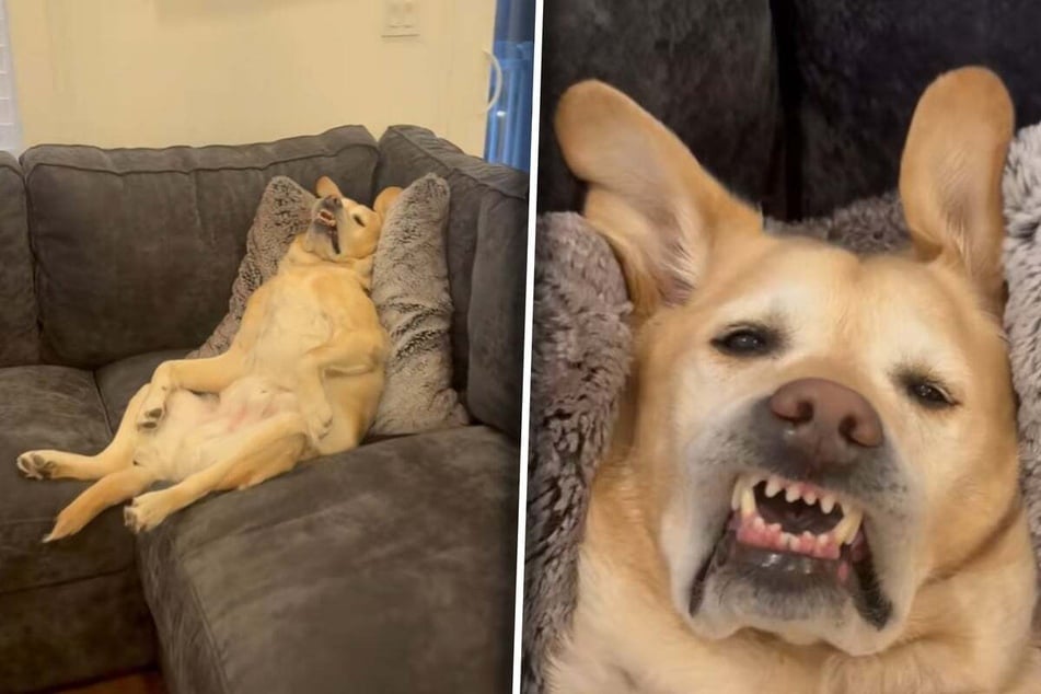 Man is puzzled when he comes home to find his dog doing whatever this is