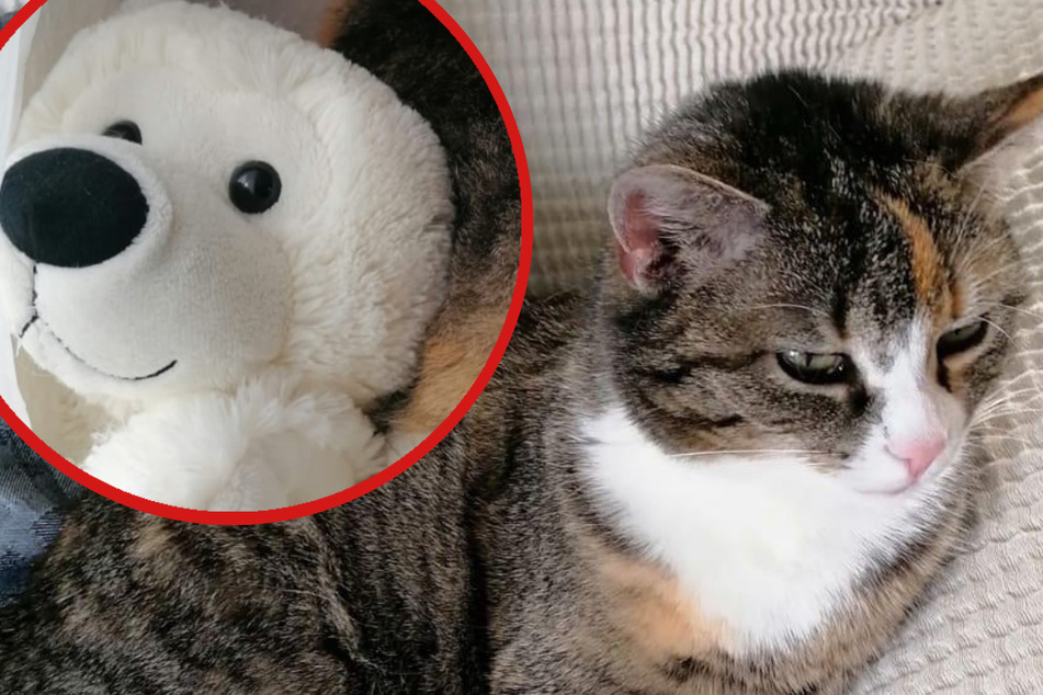 Zuckersüßes Duo! Tappsi (10) sucht ein Zuhause für sich und ihren Eisbären