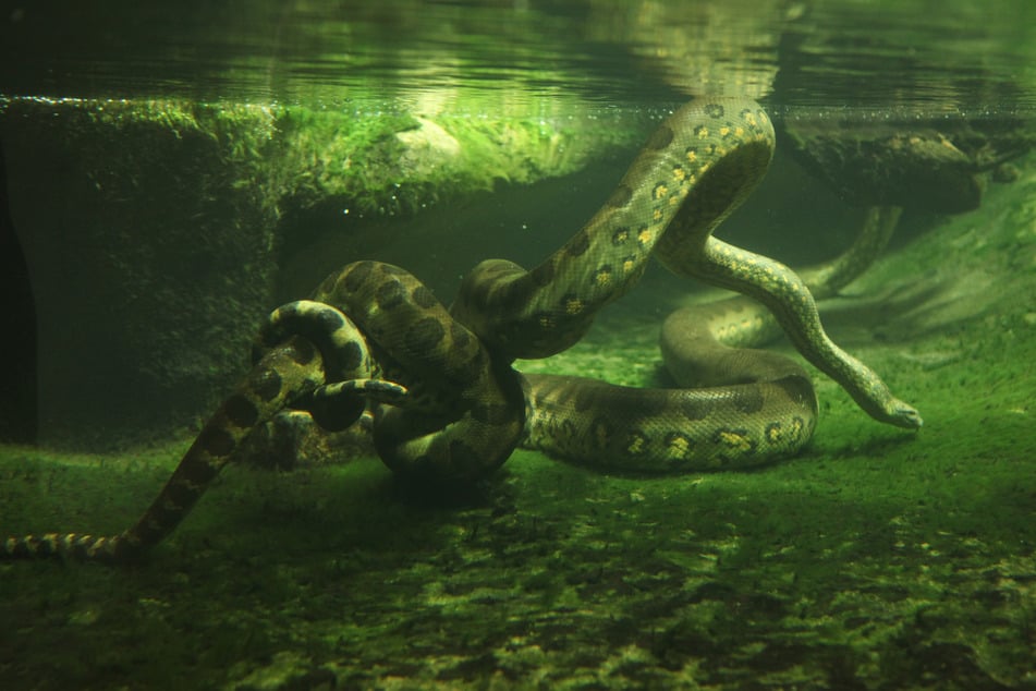 Im Wasser fühlt sich eine Anakonda, die schwerste Schlange der Welt, am wohlsten. Auch hier jagt sie ihre Beute, umschlingt sie und lässt sie unter Wasser ertrinken.