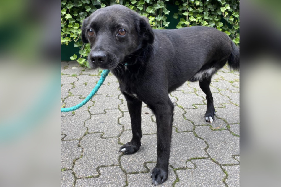 Dreibeiner Spike sucht ein neues Zuhause.