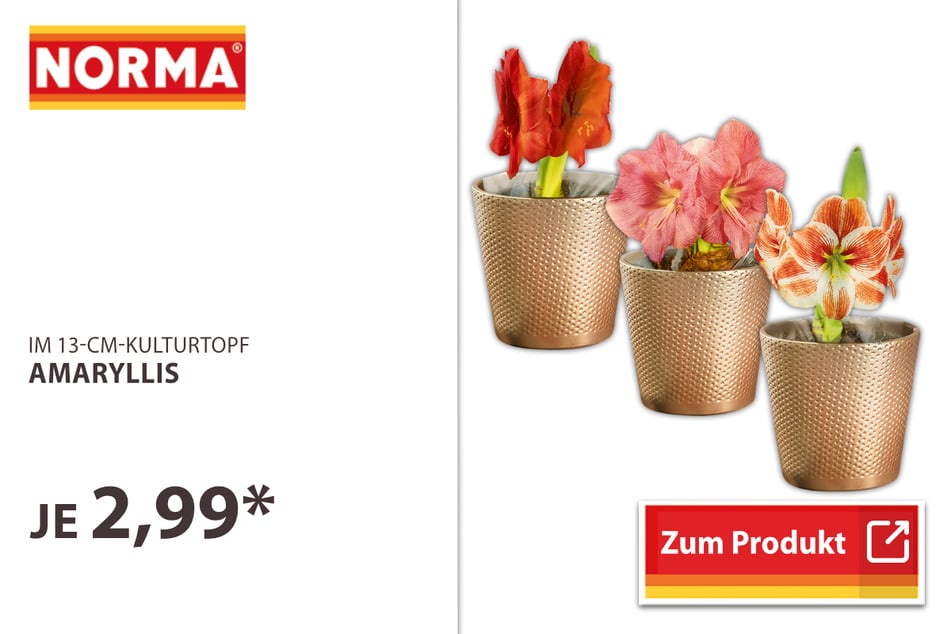 Amaryllis