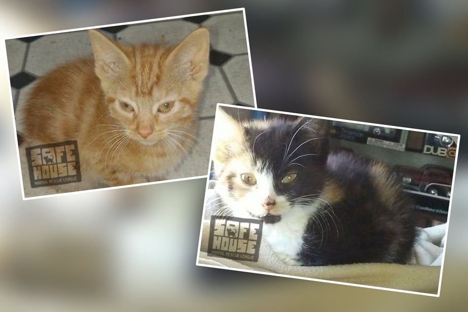 Katzen vor neun Jahren gemeinsam adoptiert: Was nun passiert, macht betroffen