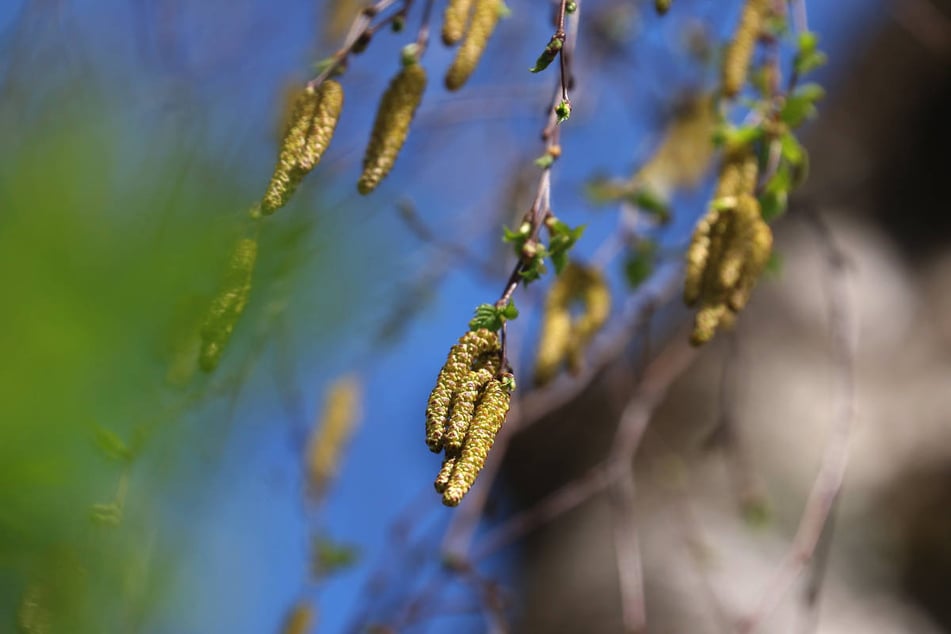 In Berlin und Brandenburg steigt zurzeit die Belastung mit Birkenpollen. (Symbolfoto)