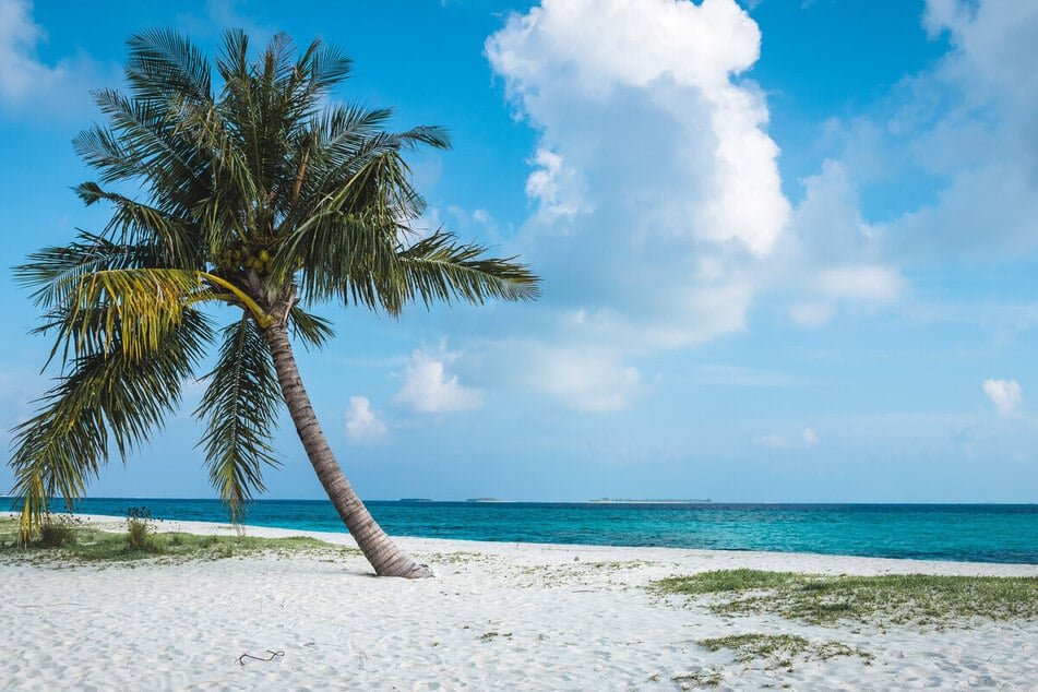 Haiangriff im Urlaubsparadies: Bräutigam verliert Bein und kämpft ums Überleben