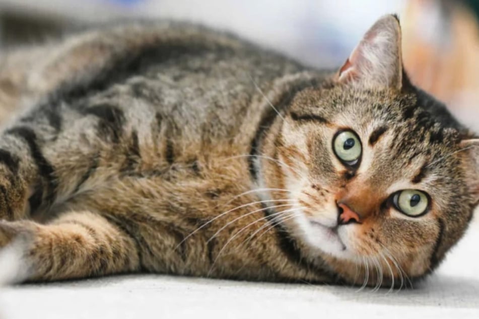 Kater will nach schlimmer Vergangenheit neu anfangen: Happy End für Leon?
