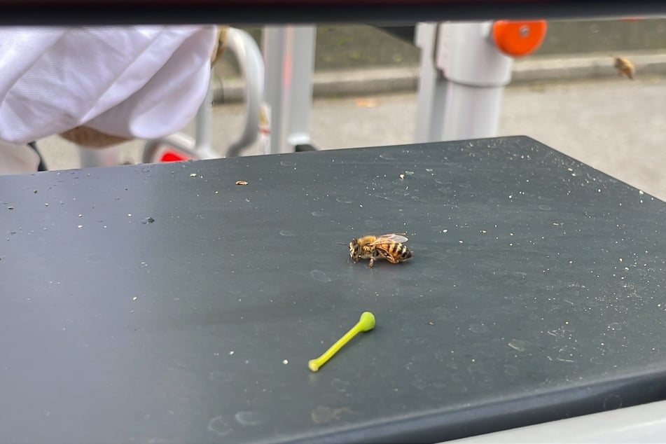 Die Tiere waren von einer Anwohnerin in Langenfeld entdeckt worden.