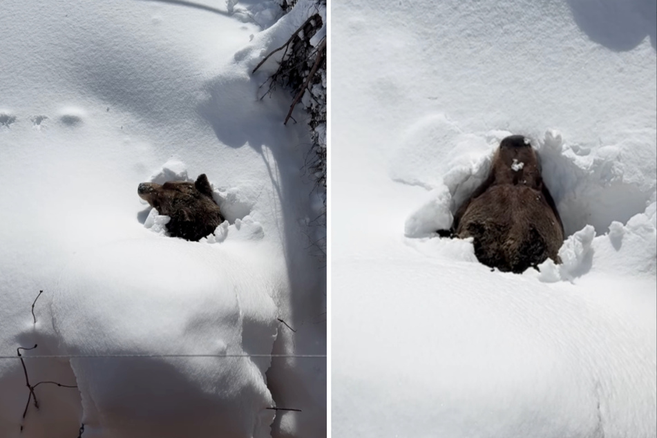 Seltene Aufnahme: Grizzlybär erwacht aus dem Winterschlaf und überrascht Skifahrer!