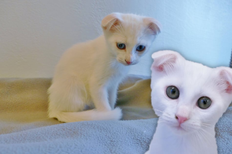 Baby-Katzen kommen im Tierheim zur Welt: Das überschattet ihre Vermittlung