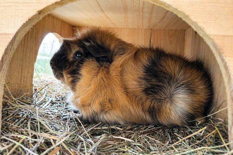 Rosettenmeerschweinchen Rocky hofft auf Gesellschaft.