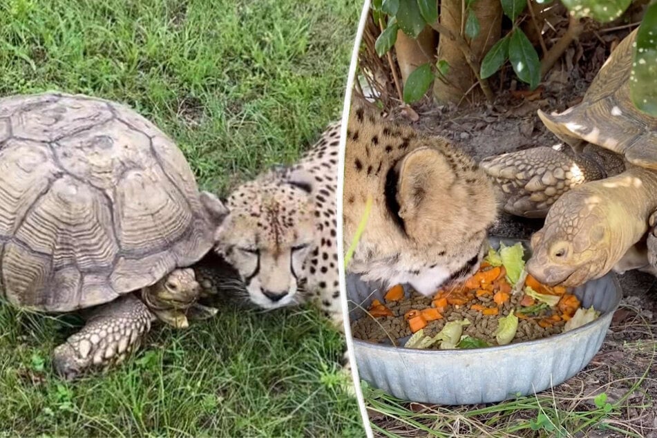 Penzi the tortoise and Tuesday the cheetah are inseparable!
